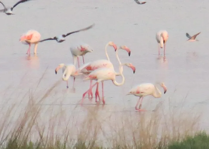 Cenam 37 * Lido delle Nazioni